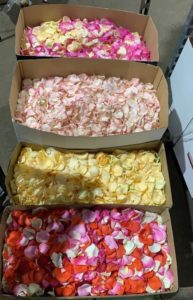 Read more about the article Após polêmica, torcida tricolor planeja recepcionar delegação corintiana com pétalas de rosas no Morumbi